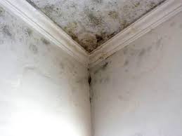 Best Emergency Mold Remediation  in Victor, ID