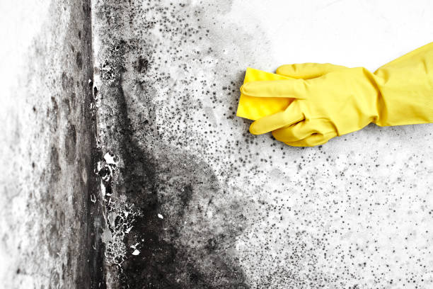 Best Black Mold Removal  in Victor, ID