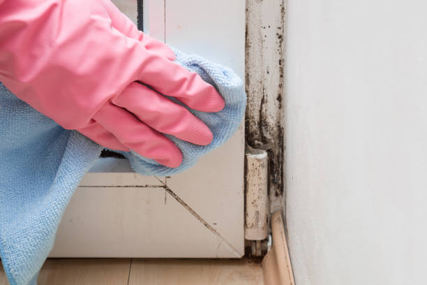 Best Commercial Mold Inspection  in Victor, ID